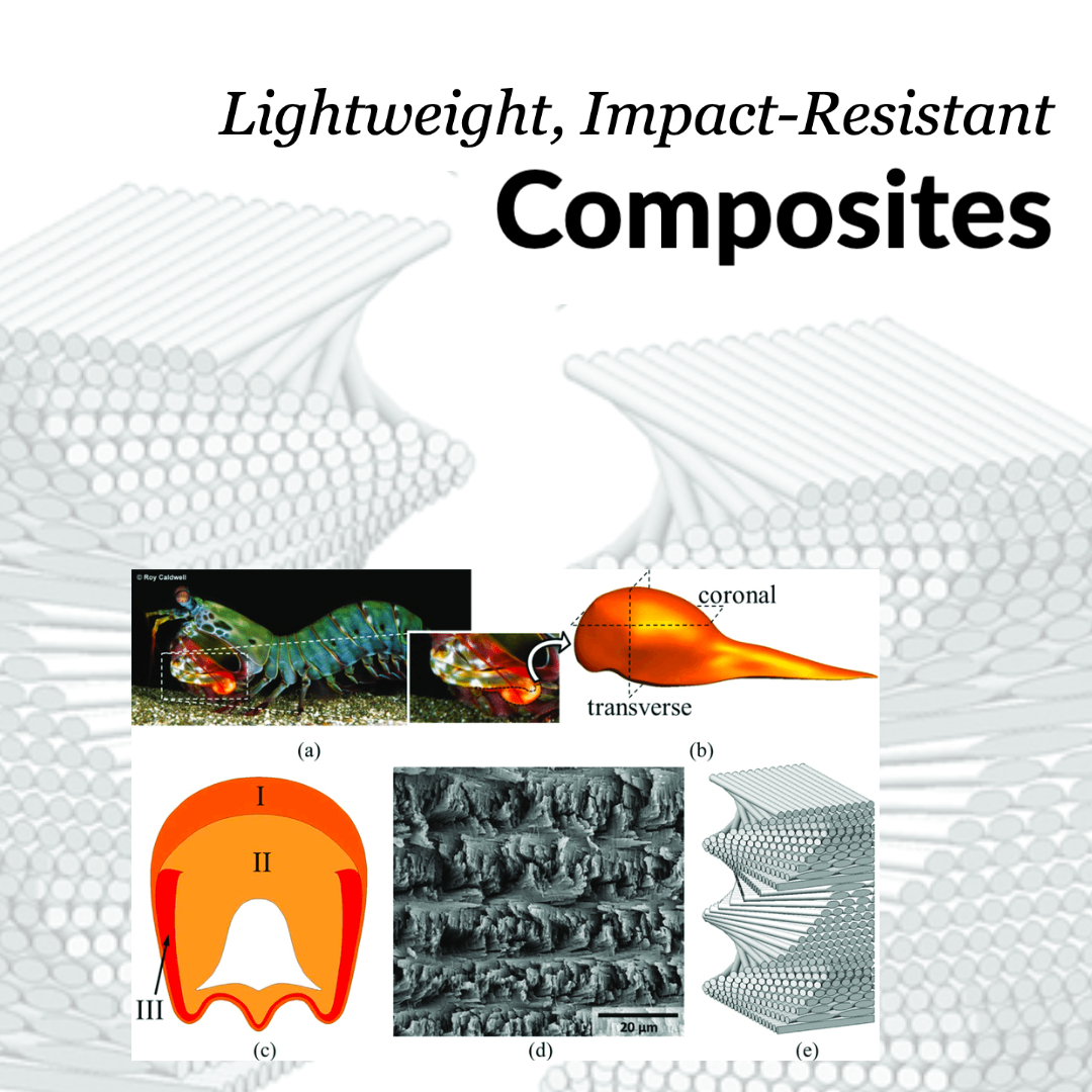 Mantis Shrimp Composites — Purdue University, UC Riverside | Biomimicry ...