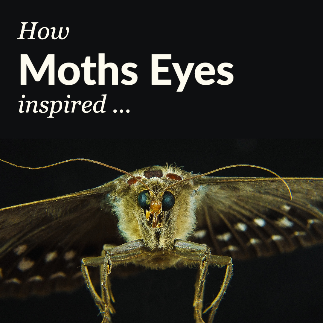 Biomimicry Case Studies & Examples | Explora